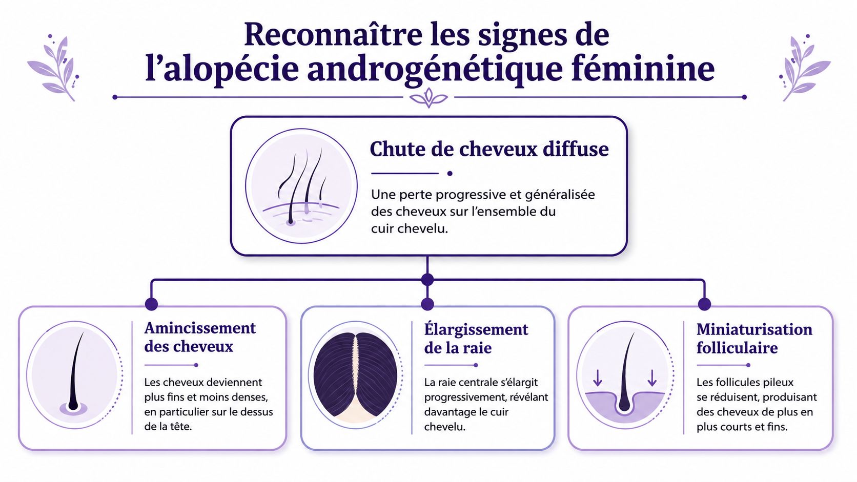 Infographie illustrant les principaux signes de l'alopécie androgénétique féminine, incluant l'amincissement capillaire et l'élargissement de la raie.