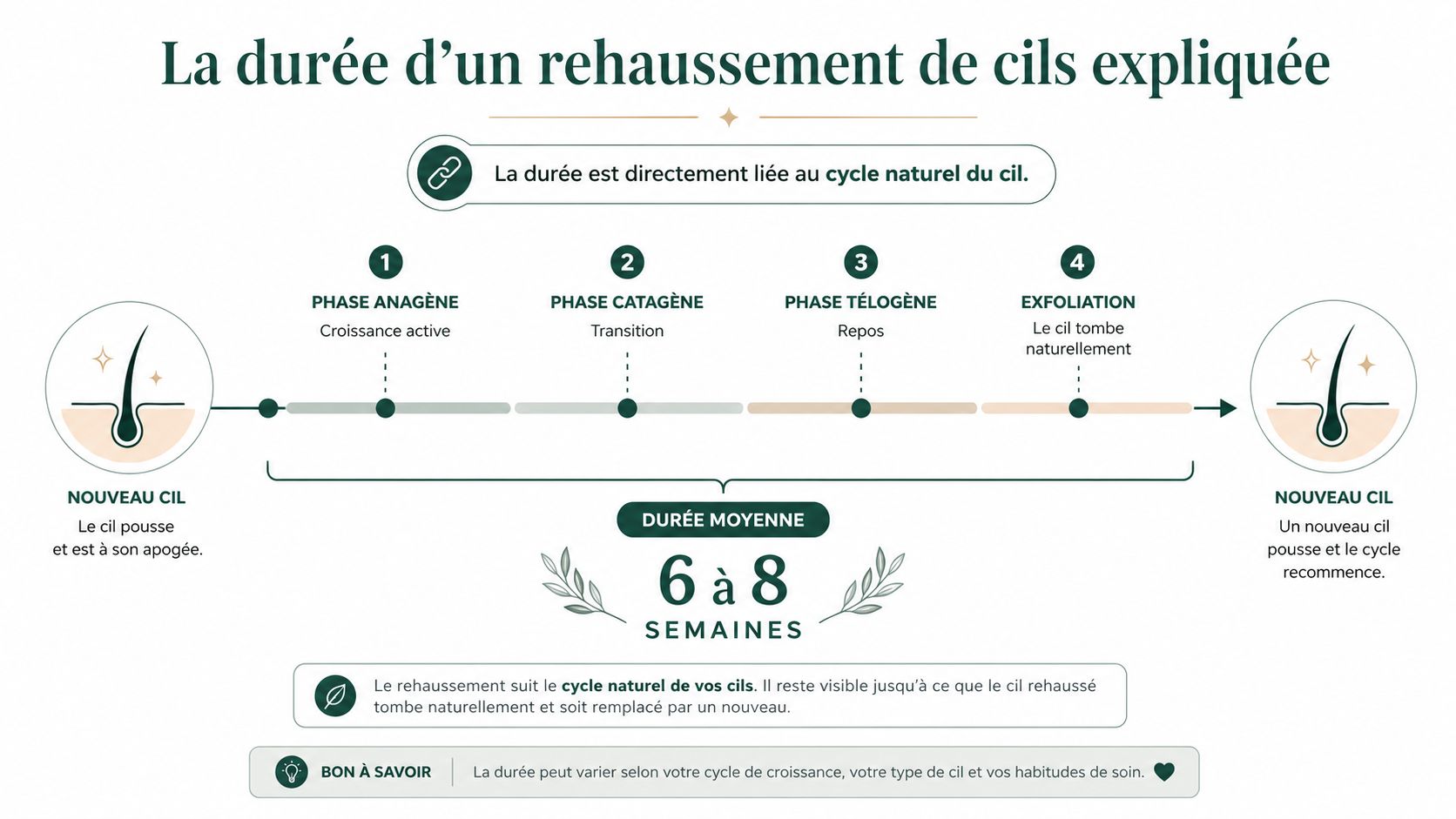 Schéma explicatif illustrant le cycle naturel des cils et la durée moyenne d'un rehaussement de cils.